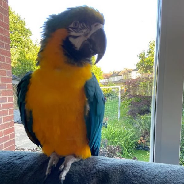 lovely parrot