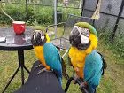 pappagalli ara blu e oro per l'adozione.