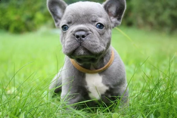 simpatici cuccioli di bulldog francese maschi e femmine disponibili per una famiglia premurosa e amo