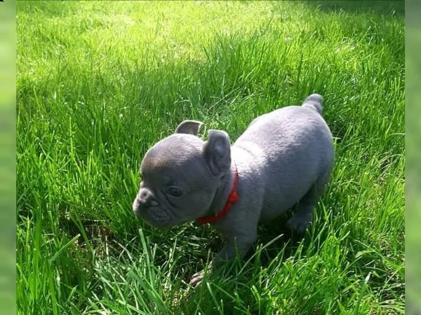 simpatici cuccioli di bulldog francese maschi e femmine disponibili per una famiglia premurosa e amo | Foto 0