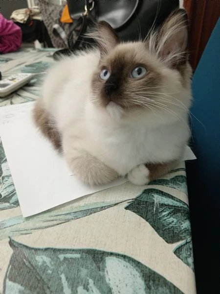 Cucciola Ragdoll Disponibile subito  | Foto 2