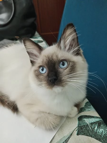 Cucciola Ragdoll Disponibile subito  | Foto 1