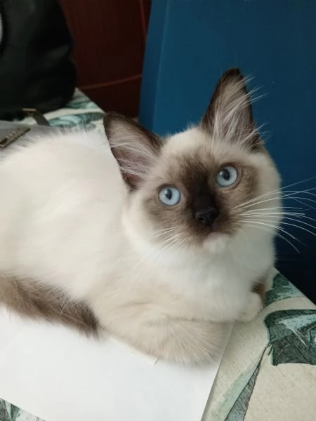 Cucciola Ragdoll Disponibile subito 