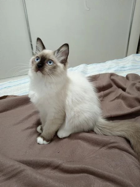 Cucciola Ragdoll Disponibile subito  | Foto 0