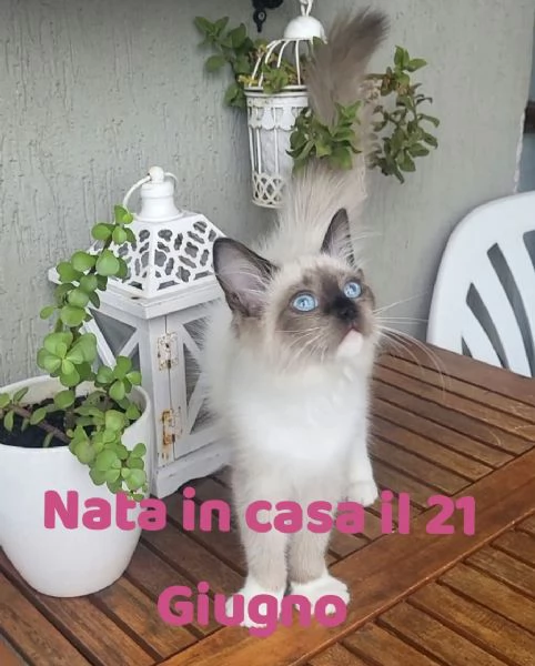 Cucciola Ragdoll Disponibile Subito  | Foto 0