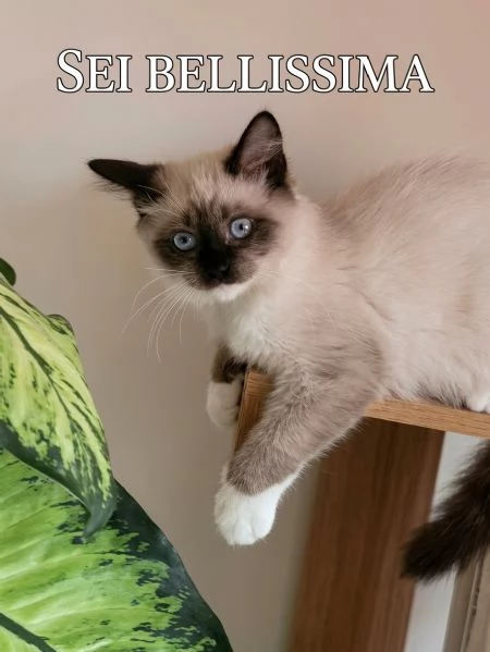 Cucciola Ragdoll Disponibile Subito 