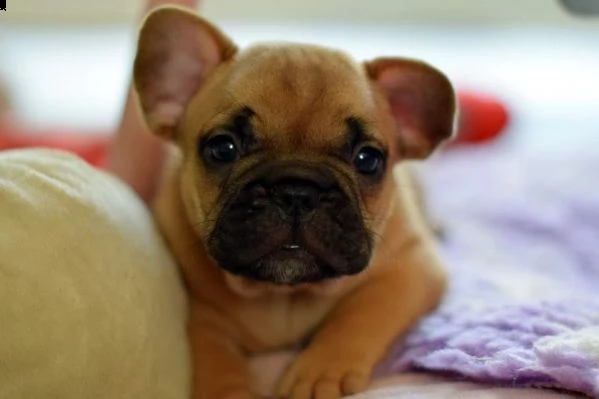 bellissimi cuccioli di bouledogue francese | Foto 2