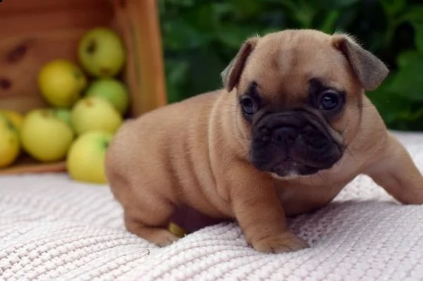bellissimi cuccioli di bouledogue francese | Foto 1