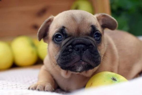 bellissimi cuccioli di bouledogue francese | Foto 0