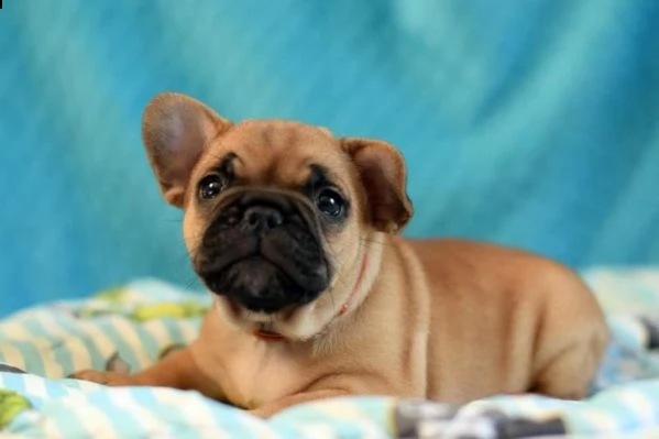bellissimi cuccioli di bouledogue francese
