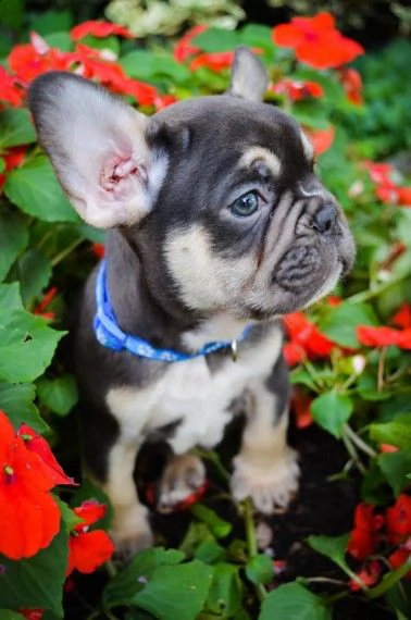 bellissimi bouledogue francese | Foto 1