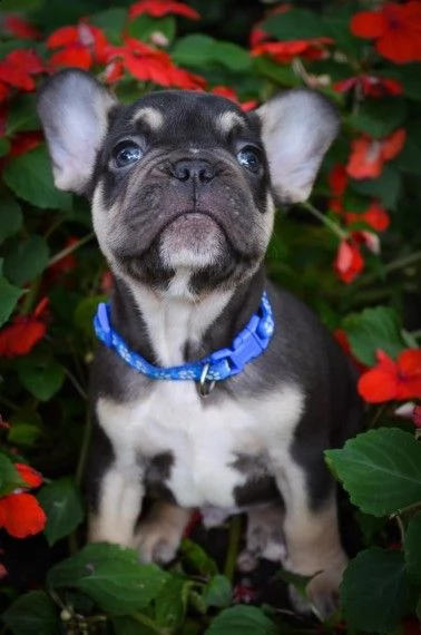 bellissimi bouledogue francese | Foto 0
