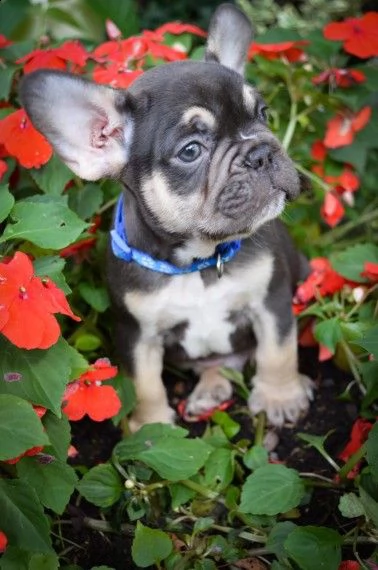 bellissimi bouledogue francese