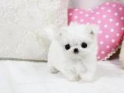 cuccioli maltesi in adozione | Foto 0