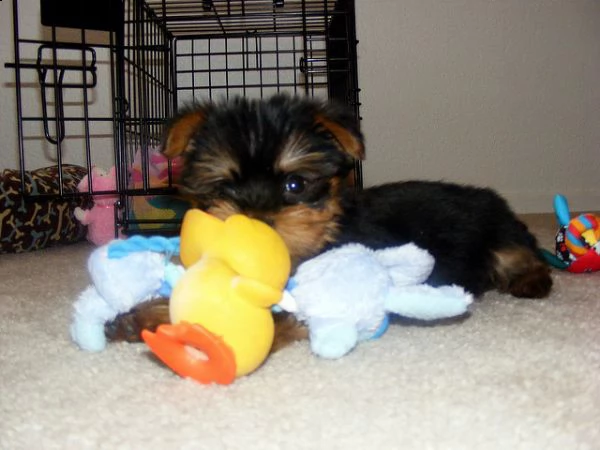  piccoli mini yorkshire.
