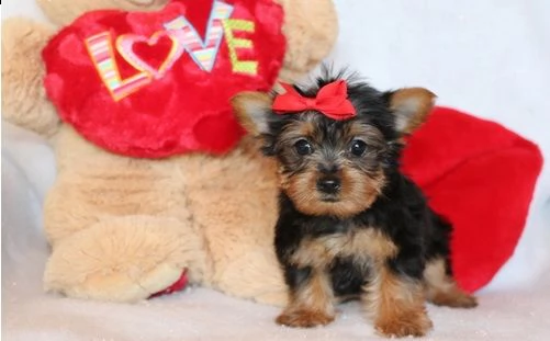  piccoli mini yorkshire. | Foto 0