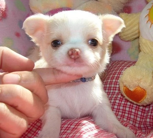 disponibili cuccioli di pincher chihuahua toy