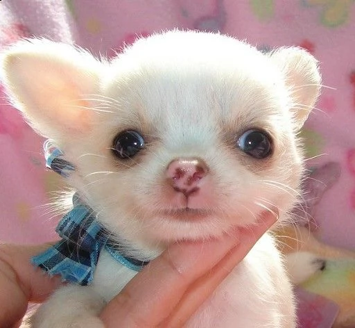 disponibili cuccioli di pincher chihuahua toy | Foto 0