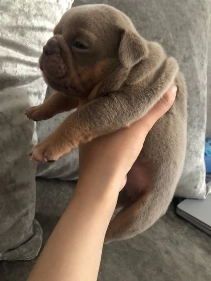  regalo bulldog inglese cuccioli disponibili