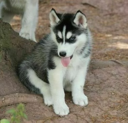 cuccioli di siberian husky maschio e femmina