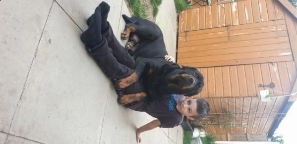  regalo rottweiler cuccioli (maschio e femmina)