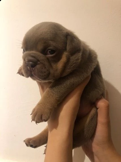 regalo bulldog inglese cuccioli disponibili