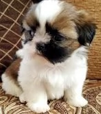 regalo bellissimi cuccioli allevati shih-tzu, colore bianco e nero.