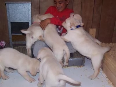 regalo labrador cuccioli disponibile per l'adozione..
