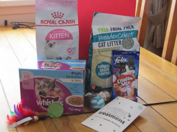 bellissimi canadian sphynx | Foto 1