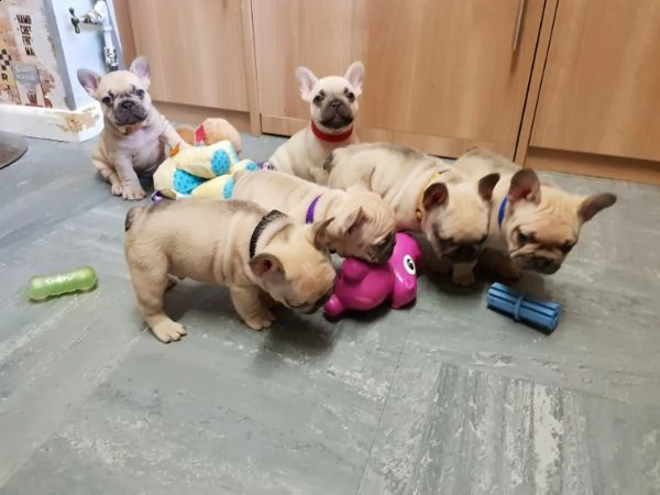 regalo cuccioli di cane a bulldog francese