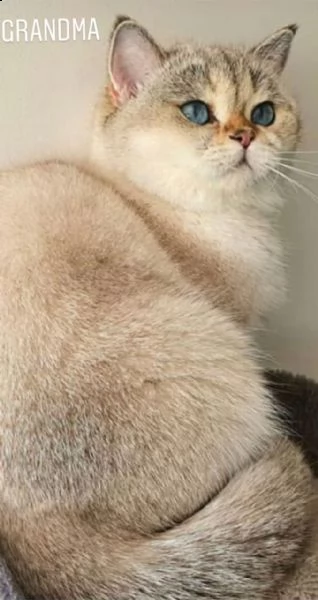 simpatico gatto british shorthair | Foto 0