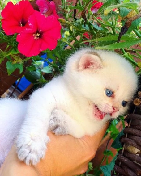 simpatico gatto british shorthair