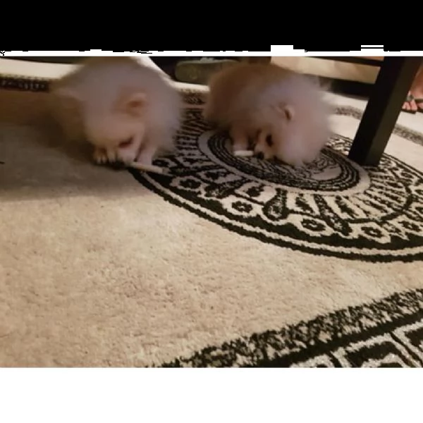cuccioli color bianco di spitz nano/pomerania | Foto 4