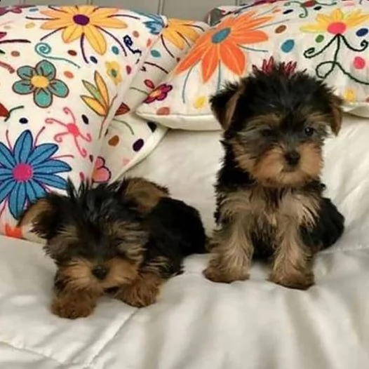 cuccioli yorkie maschi e femmine 