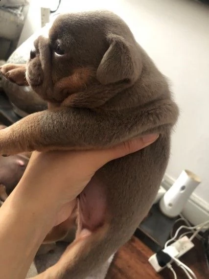 regalo bulldog inglese cuccioli disponibili