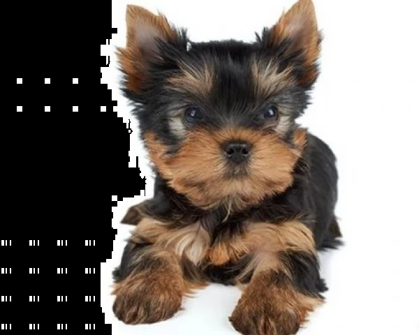 yorkshire toy cuccioli | Foto 1