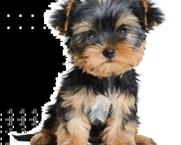 yorkshire toy cuccioli