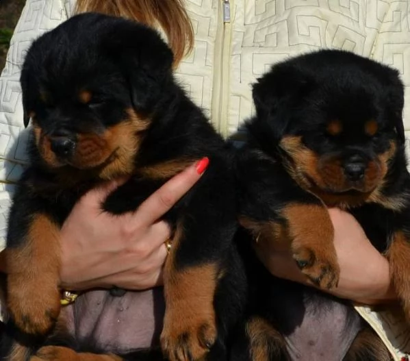  rottweiler cuccioli 