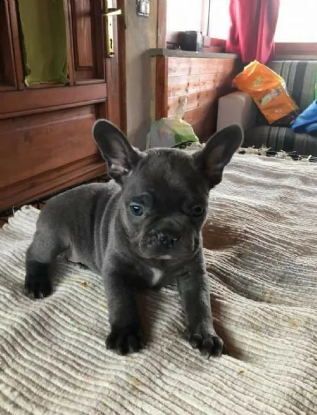  bulldog francese blu 