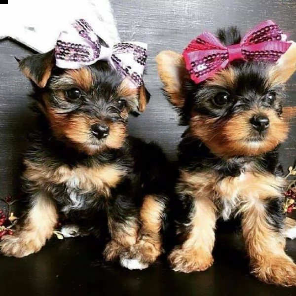  cuccioli yorkshire toy 