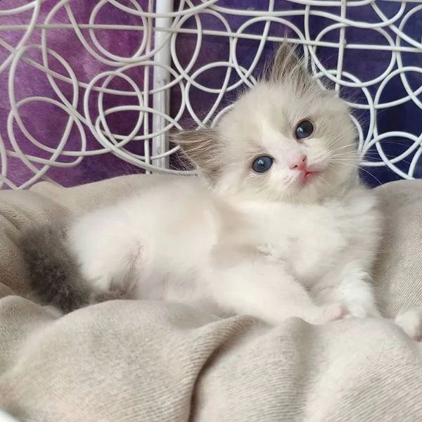 cucciolo ragdoll chocolate tabby bicolore matrix | Foto 4