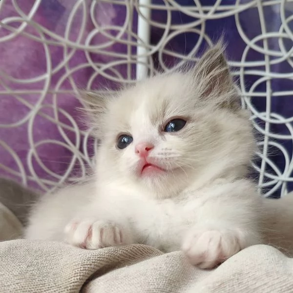 cucciolo ragdoll chocolate tabby bicolore matrix | Foto 3