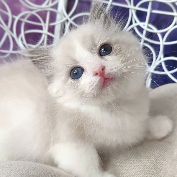 cucciolo ragdoll chocolate tabby bicolore matrix | Foto 2