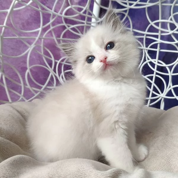 cucciolo ragdoll chocolate tabby bicolore matrix | Foto 1