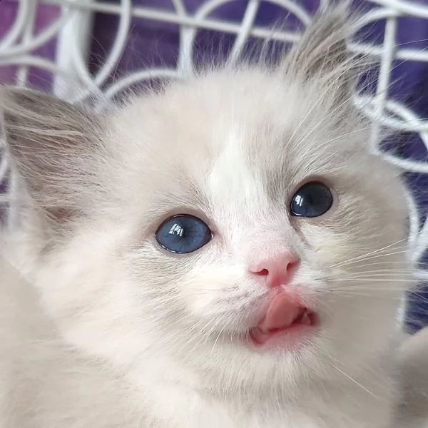 cucciolo ragdoll chocolate tabby bicolore matrix