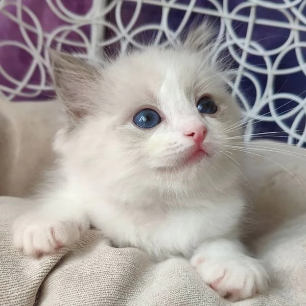 cucciolo ragdoll chocolate tabby bicolore matrix | Foto 0