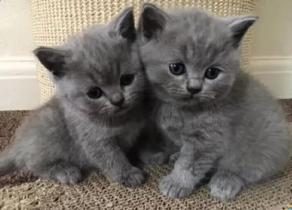 bellissima gattini di british shorthair | Foto 0