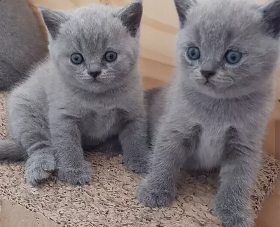 bellissima gattini di british shorthair