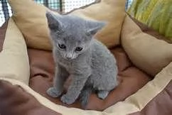 adottando 3 cuccioli  blu di russia adorabili cuccioli e carino maschi e femmine. i nostri cuccioli 