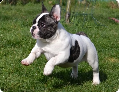 adotta i cuccioli bulldog francese da noi. simpatici adorabili cuccioli maschi e femmine ben addestr